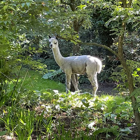 Koekwhouse Bed And Breakfast, Bierbrouwerij Nispen